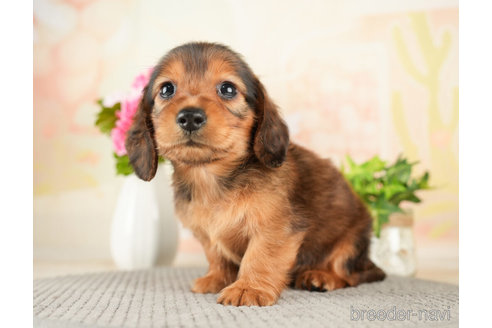 成約済の千葉県のミニチュアダックスフンド(ロングヘアード)-272613の4枚目