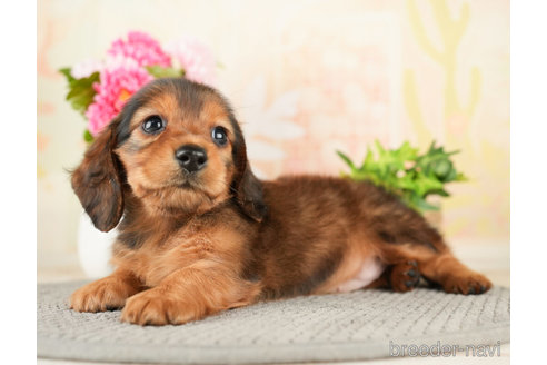 成約済の千葉県のミニチュアダックスフンド(ロングヘアード)-272613の3枚目