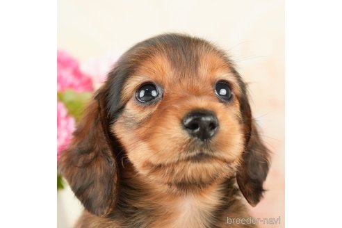 成約済の千葉県のミニチュアダックスフンド(ロングヘアード)-272613の2枚目