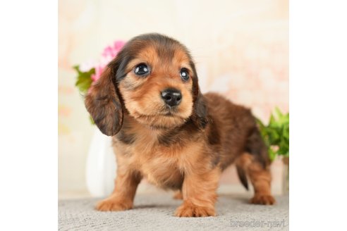 成約済の千葉県のミニチュアダックスフンド(ロングヘアード)-272613の1枚目