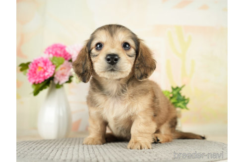 成約済の千葉県のミニチュアダックスフンド(ロングヘアード)-272616の5枚目