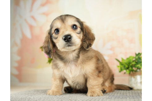 成約済の千葉県のミニチュアダックスフンド(ロングヘアード)-272616の4枚目