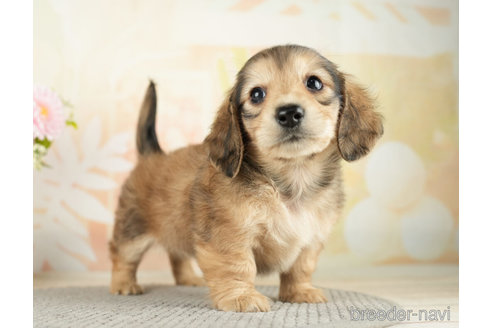 成約済の千葉県のミニチュアダックスフンド(ロングヘアード)-272616の3枚目