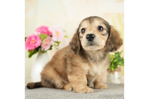 成約済の千葉県のミニチュアダックスフンド(ロングヘアード)-272616の2枚目