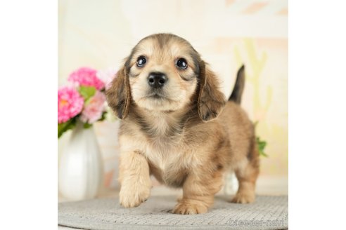 成約済の千葉県のミニチュアダックスフンド(ロングヘアード)-272616の1枚目