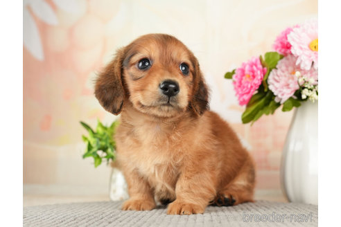 成約済の千葉県のミニチュアダックスフンド(ロングヘアード)-272617の5枚目
