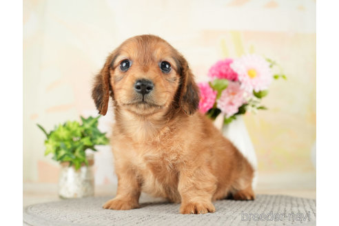 成約済の千葉県のミニチュアダックスフンド(ロングヘアード)-272617の4枚目