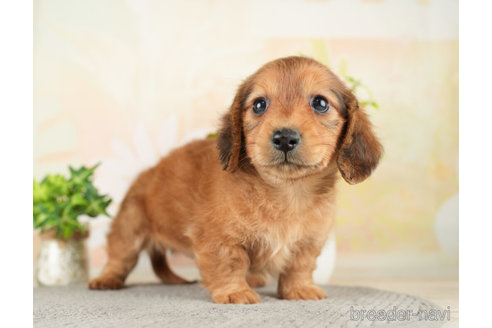 成約済の千葉県のミニチュアダックスフンド(ロングヘアード)-272617の3枚目