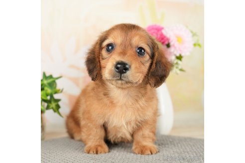 成約済の千葉県のミニチュアダックスフンド(ロングヘアード)-272617の2枚目