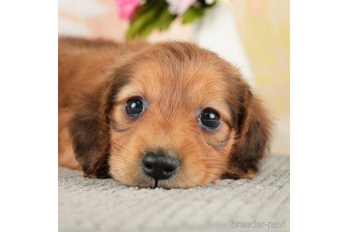 成約済の千葉県のミニチュアダックスフンド(ロングヘアード)-272617の1枚目