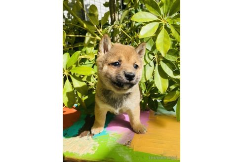 成約済の千葉県の豆柴-272619の5枚目