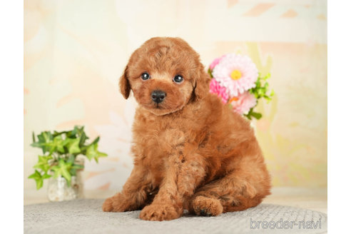 成約済の千葉県のトイプードル-272624の5枚目