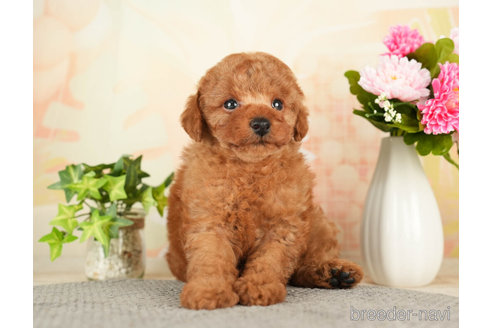 成約済の千葉県のトイプードル-272624の3枚目