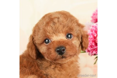 成約済の千葉県のトイプードル-272624の1枚目