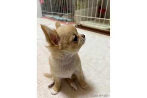 成約済の千葉県のチワワ(ロングコート)-265092の33枚目