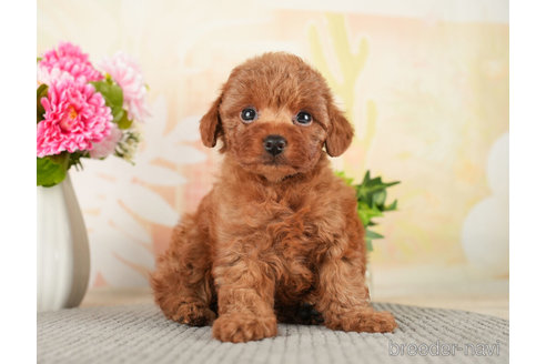 成約済の千葉県のトイプードル-272629の5枚目