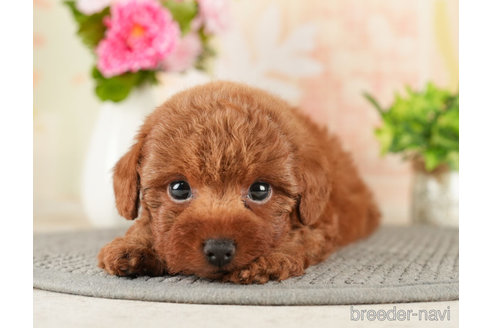 成約済の千葉県のトイプードル-272629の4枚目