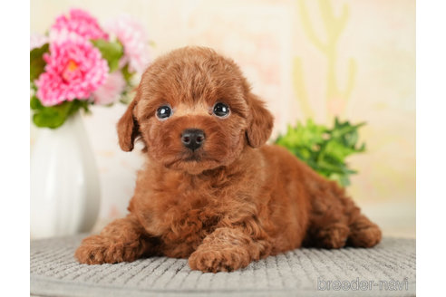 成約済の千葉県のトイプードル-272629の3枚目