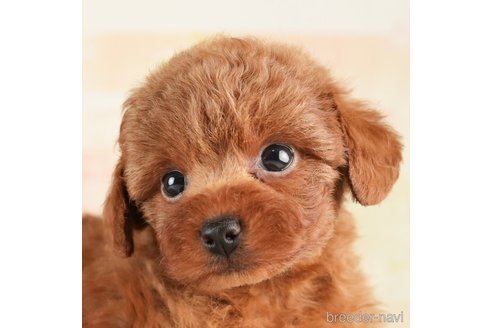 成約済の千葉県のトイプードル-272629の2枚目