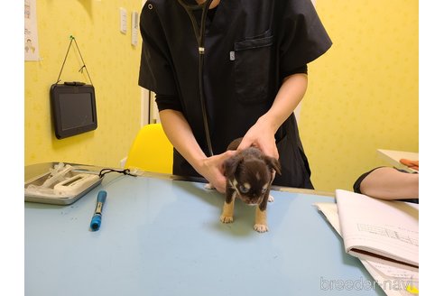 成約済の愛知県のチワワ(ロングコート)-271140の10枚目