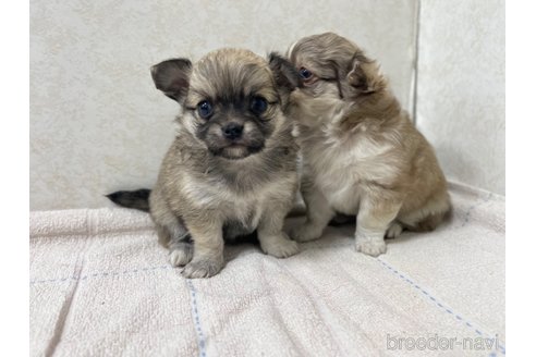 成約済の群馬県のチワワ(ロングコート)-272689の7枚目