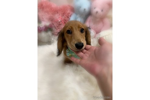 成約済の香川県のミニチュアダックスフンド(ロングヘアード)-272695の7枚目