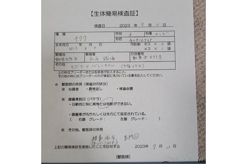 成約済の愛知県のチワワ(ロングコート)-272707の15枚目