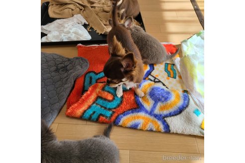 成約済の愛知県のチワワ(ロングコート)-272707の2枚目