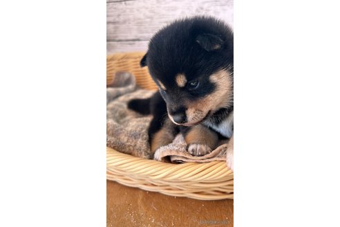 成約済の静岡県の豆柴-272708の2枚目