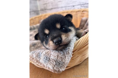 成約済の静岡県の豆柴-272708の4枚目