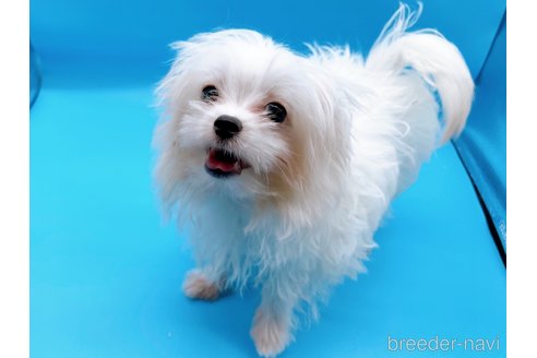 成約済の東京都のマルチーズ-272714の8枚目