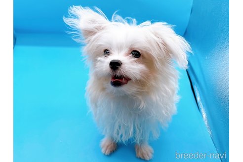 成約済の東京都のマルチーズ-272714の2枚目