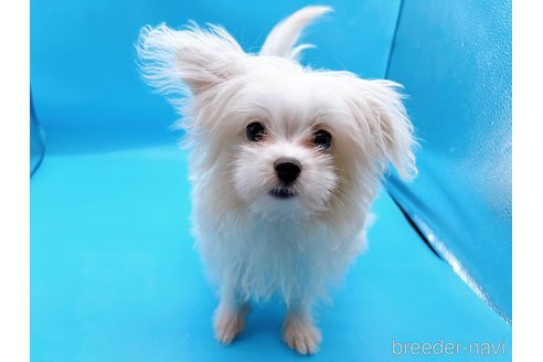 成約済の東京都のマルチーズ-272714の3枚目