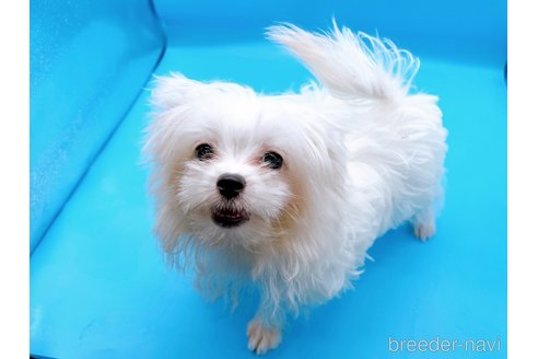 成約済の東京都のマルチーズ-272714の4枚目