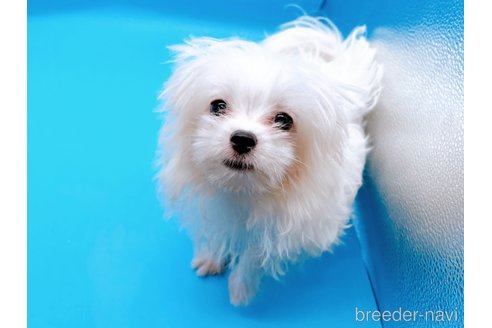 成約済の東京都のマルチーズ-272714の5枚目