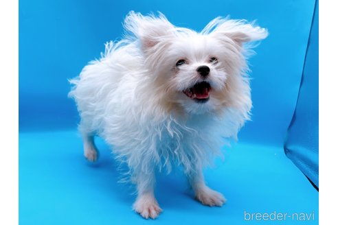 成約済の東京都のマルチーズ-272714の6枚目