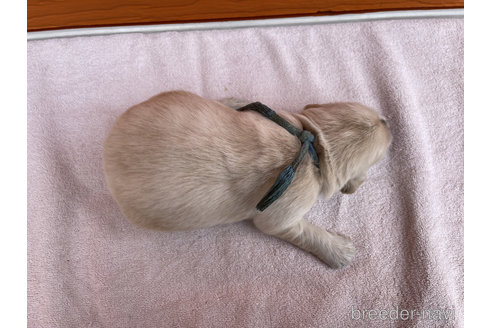 成約済の茨城県のゴールデンレトリーバー-272720の2枚目