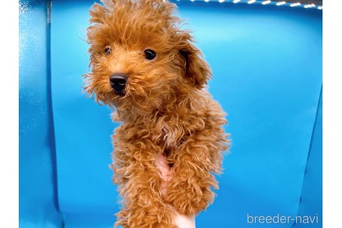 成約済の東京都のタイニープードル-263181の7枚目