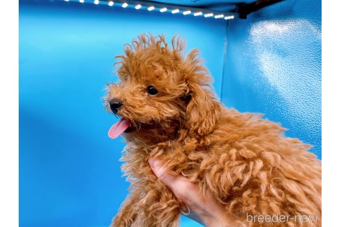 成約済の東京都のタイニープードル-263181の2枚目