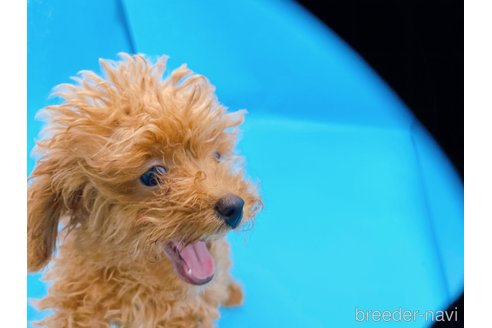 成約済の東京都のタイニープードル-263181の3枚目