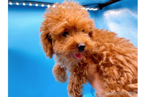 成約済の東京都のタイニープードル-263181の4枚目