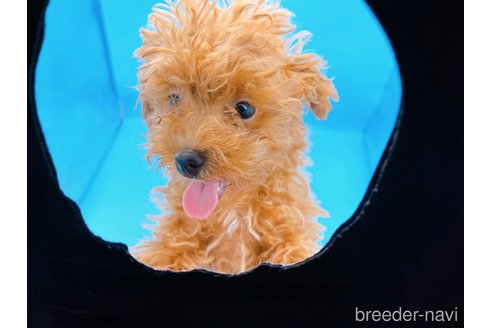 成約済の東京都のタイニープードル-263181の6枚目