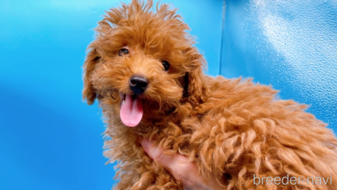 成約済の東京都のタイニープードル-263181の1枚目