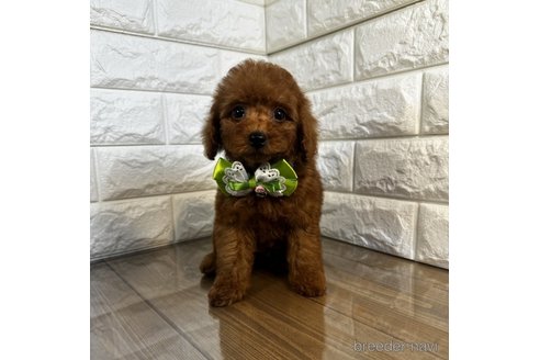 成約済の茨城県のトイプードル-272734の2枚目