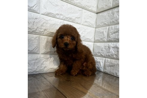 成約済の茨城県のトイプードル-272734の3枚目