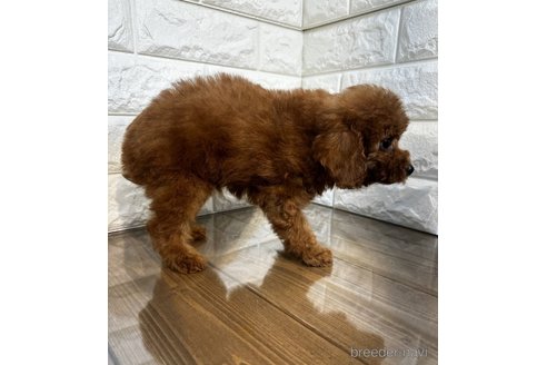 成約済の茨城県のトイプードル-272734の5枚目