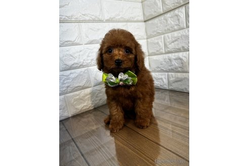 成約済の茨城県のトイプードル-272734