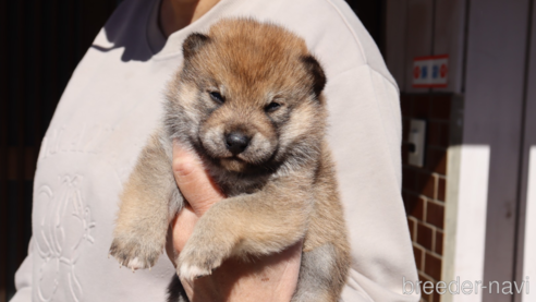 成約済の埼玉県の柴犬-272764の1枚目