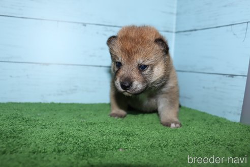 成約済の埼玉県の柴犬-272764の6枚目