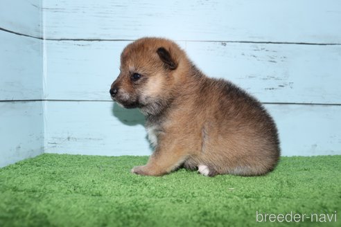 成約済の埼玉県の柴犬-272764の5枚目